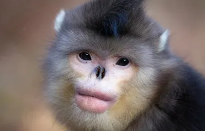Бонобо - \"самая человеческая обезьяна\". Даже целуются как мы - \"с языком\".  Кстати, такими же розовыми губами | Поправки в Констатацию | Дзен