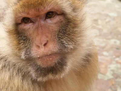 портрет обезьяны-бонобо с милым выражением лица Стоковое Фото - изображение  насчитывающей губы, шерсть: 265776020
