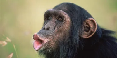 Смешная обезьяна с красными губами стоковое фото ©watman 70257163