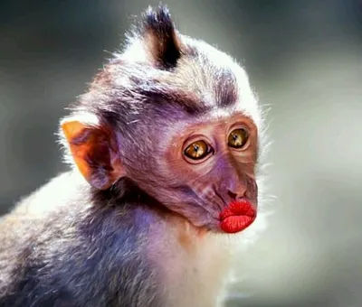 Губастая обезьяна (65 фото) - красивые фото и картинки pofoto.club