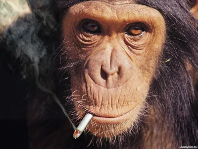 Шимпанзе курит от несчастной личной жизни — РБК