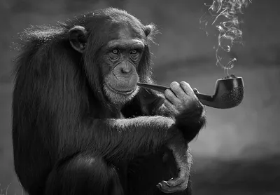 Обезьяна С Сигаретой — стоковые фотографии и другие картинки Дикие животные  - Дикие животные, Дым, Курить - iStock