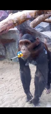 картинки : Млекопитающее, Сигарета, Примат, шимпанзе, сидеть, круто,  солнечные очки, кепка, глава, Стресс, Великая обезьяна 1920x2570 - -  1070520 - красивые картинки - PxHere