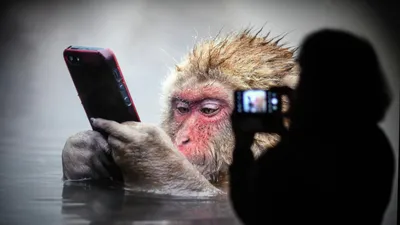 обезьяна в зоопарке смотрит на телефон Стоковое Изображение - изображение  насчитывающей портрет, пепельнообразные: 165112735