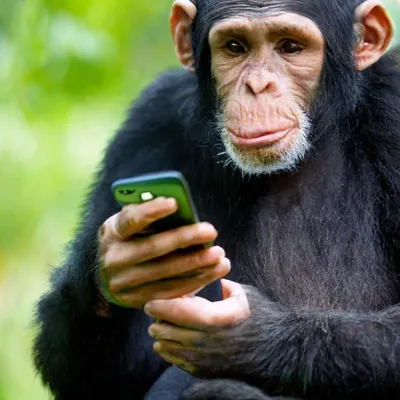 Вот и обезьяны уже научились пользоваться смартфоном - YouTube