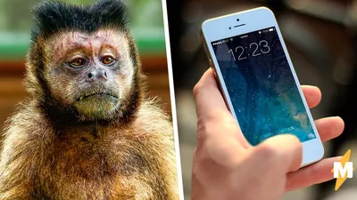 Обои на телефон: рыжая обезьяна в джунглях | Рыжая обезьяна Фото №1434520  скачать