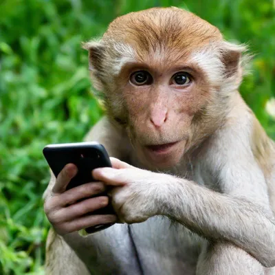 Обои на Телефон | Amazing animal pictures, Wild animals pictures, Primates