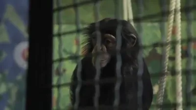обезьяна в зоопарке смотрит на телефон Стоковое Изображение - изображение  насчитывающей тропическо, ангстрома: 165112849