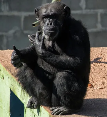 В Малайзии обезьяна украла телефон, сняла видео на гаджет и сделала селфи —  Today.kg