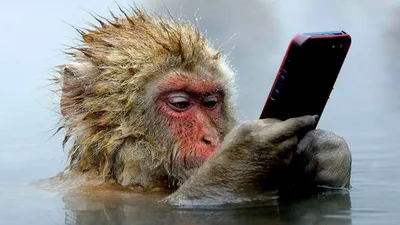 Веселая обезьяна с телефоном стоковое фото ©julos 64788699