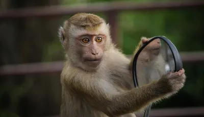Хитрая обезьяна потребовала выкуп за украденный у туриста телефон