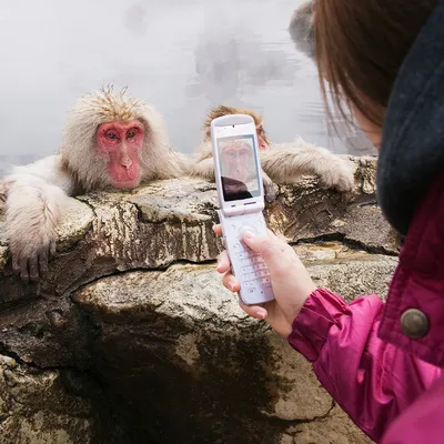 Смешная обезьяна с мобильным телефоном | Премиум Фото
