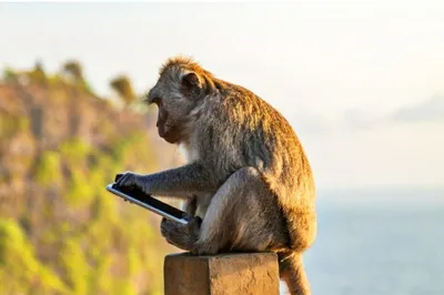 Телефон обезьяны стоковое изображение. изображение насчитывающей звеец -  60078429