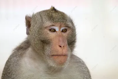 Чем люди похожи на обезьян? Фрагмент «Достающего звена» Станислава  Дробышевского - Афиша Daily