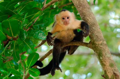 Защитники животных подали заявление в суд из-за украденной фотографии у  обезьяны | Тру Лайф | Дзен