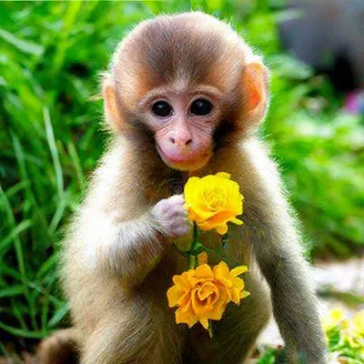 Самая милая обезьянка с цветами» — создано в Шедевруме