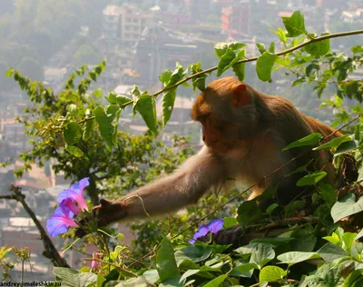 Есть обезьяна с цветами на шее, генеративный ии | Премиум Фото