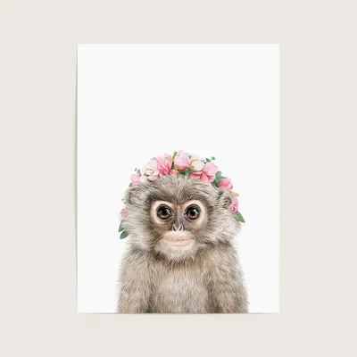 Животные, цветы, обезьяны. Картинка размером 990x660px