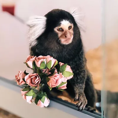 МанкиБлог | Милая обезьянка Ника дарит цветы 💐 | Дзен