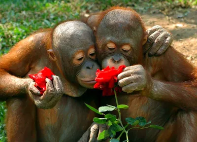С изображением обезьяны и цветов подушка купить в интернет магазине