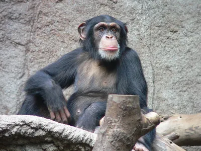[66+] Обезьяна шимпанзе фото фото