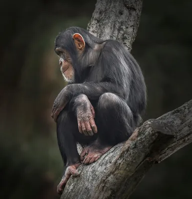 Обезьяна Шимпанзе Лицо - Бесплатное фото на Pixabay - Pixabay