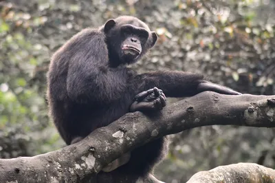Картинки обезьяна шимпанзе Животные