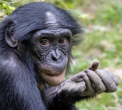 Обезьяна шимпанзе на прозрачном фоне, PNG at Печать на футболках,  шелкография, тампопечать, тиснение, печать на пакетах - пакеты с логотипом..