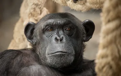 Чимп, Шимпанзе, Животное Дикой Жизни, Изолированное, Обезьяна Стоковое Фото  - изображение насчитывающей иллюстрация, апертур: 165389958