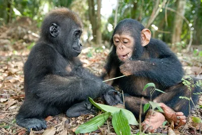Дикие шимпанзе прошлись на двух ногах по деревьям. Возможно, наши предки  могли делать так же