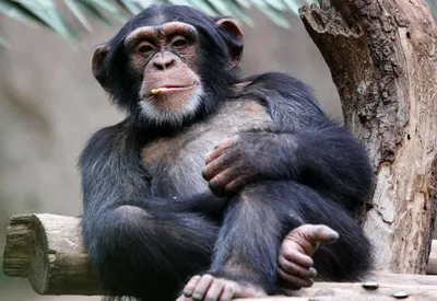 Обезьяны - обезьяна шимпанзе Стоковое Фото - изображение насчитывающей  смешно, скакать: 55806840