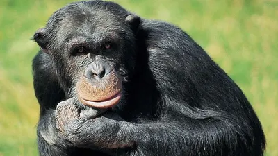В США смотритель зоопарка пострадал от атаки обезьяны - Газета.Ru | Новости