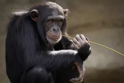 Шимпанзе и гориллы сотрудничают в дикой природе