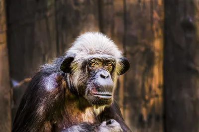 Обыкновенная обезьяна шимпанзе, обезьяна, млекопитающее, формат файла  изображения, животные png | PNGWing