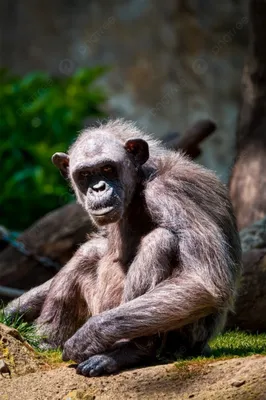 Планета обезьян: как спасают шимпанзе на берегах Нигера | Фотогалереи |  Известия
