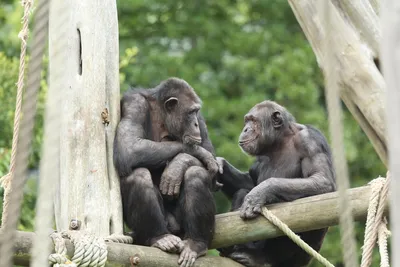Обои на рабочий стол Совсем седая старая обезьяна шимпанзе, обои для  рабочего стола, скачать обои, обои бесплатно