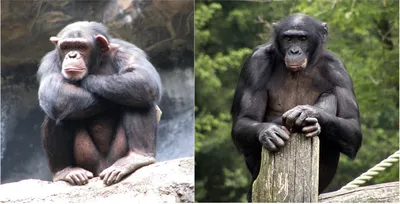Шимпанзе Мэй Су сама подметает пол