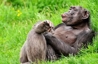 Умная человекоподобная обезьяна- шимпанзе. Несёт ли она опасность для  других обитателей? | ЖИВОТНЫЙ МИР | Дзен
