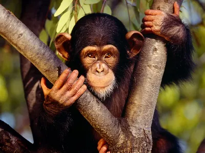 Шимпанзе — Википедия
