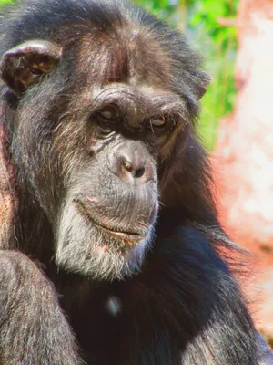 Хватит обезьянничать: смогут ли шимпанзе догнать нас в эволюционном  развитии - Афиша Daily
