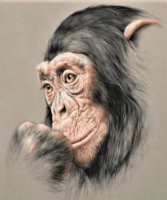 Человековидная обезьяна шимпанзе Стоковое Фото - изображение насчитывающей  шимпанзе, мило: 92766836