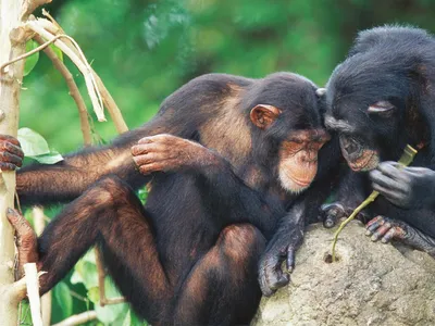 Обезьяна шимпанзе в роли пирата …» — создано в Шедевруме