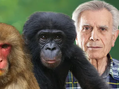 картинки : животное, Дикая природа, зоопарк, Млекопитающее, Фауна, Примат,  шимпанзе, Позвоночный, Макака, Старая обезьяна мира, Западная горилла,  Великая обезьяна, Шимпанзе 3456x2304 - - 797382 - красивые картинки - PxHere