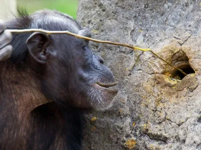 картинки : животное, Дикая природа, зоопарк, Млекопитающее, Фауна, Примат,  шимпанзе, Обезьяна, Орангутанг, Позвоночный, Серебристый, Западная горилла,  Великая обезьяна, Шимпанзе 3000x4000 - - 340220 - красивые картинки - PxHere
