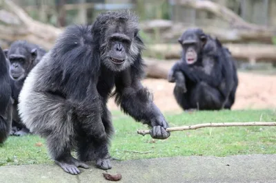 Фото Обезьяна шимпанзе держится передними лапами за ствол дерева и  внимательно смотрит вперед