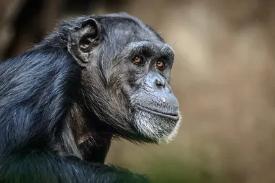 Ученые выяснили, почему обезьяны быстрее человека учатся мелкой моторике -  Индикатор