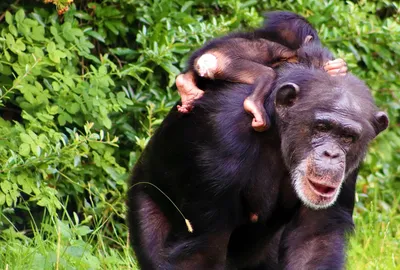 Обезьяны - обезьяна шимпанзе Стоковое Изображение - изображение  насчитывающей обезьяна, черный: 60108549
