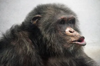 Гигантская обезьяна шимпанзе играет в…» — создано в Шедевруме