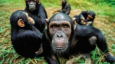 Обезьяна шимпанзе, горилла, млекопитающее, животные, фотография png |  PNGWing