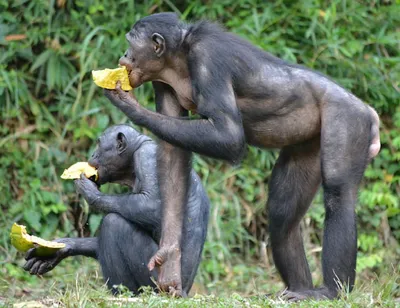 Новые места обитания заставили шимпанзе развиваться - Индикатор